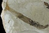 Fossil Leaf And Horsetail - Green River Formation, Utah #117982-1